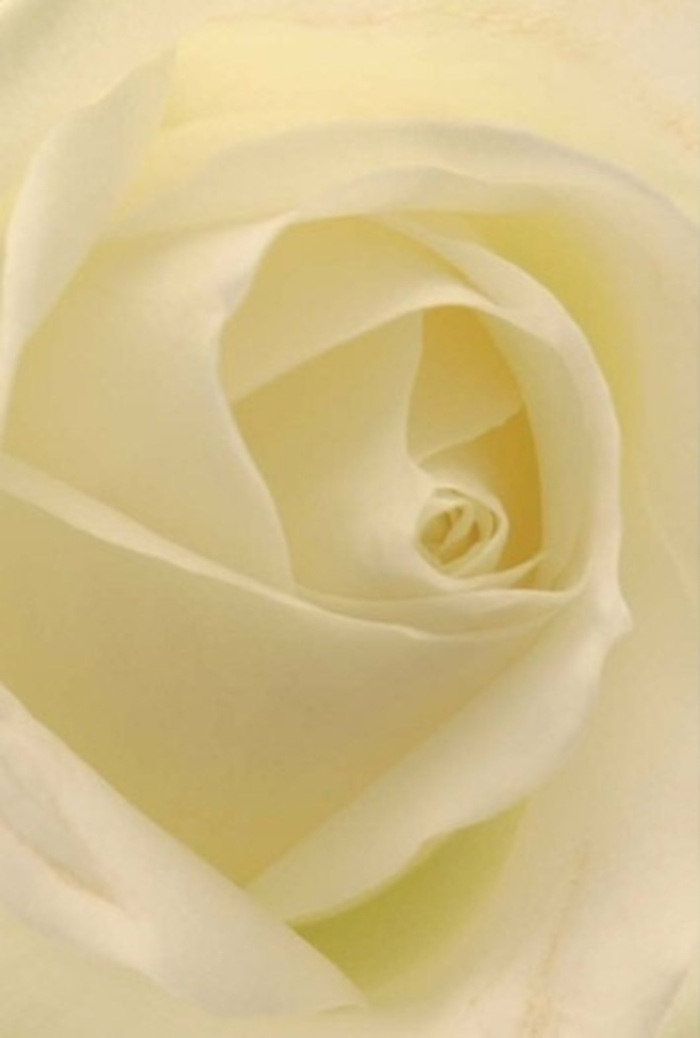 To truly appreciate this white rose, one must observe its tender layers up close-the interplay of cream and soft white petal, crafted with meticulous care by a Bishop's Stortford florist. Illuminated by gentle afternoon light, each petal appears caressed by the breeze rolling off the River Stort, their smooth surfaces subtly glowing as if the flower itself contains an inner light. Spiraling toward a perfect centre, the rose embodies both purity and quiet resilience-the kind of understated beauty that suits intimate weddings, sincere apologies, or refined table settings at local gatherings. Its near-perfection in form is enhanced by subtle shadows and delicate colour transitions, giving a sense of depth and dimension that only a skilled hand can coax from nature. A clean, almost serene fragrance seems to emanate from the photo, echoing the tranquil surroundings of Bishop's Stortford's cherished parks, making this floral creation an eloquent choice for conveying heartfelt emotions of any kind.