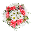 Bursting with the optimism of a Bishop's Stortford spring, this bouquet is artfully presented against a clean white backdrop, inviting attention to every fresh detail. White daisies, with golden-green centers, form the luminous heart of the arrangement, surrounded by soft, coral-pink carnations whose layered ruffles bring depth and lively motion. Clouds of tiny white gypsophila blossoms float among the larger flowers, their delicacy evoking early morning light over Jackson Square. Hints of alstroemeria buds, streaked with soft purple and deep pink, peep from the greenery, adding gentle sophistication and intrigue. Eucalyptus leaves and a medley of deep green foliage frame the bouquet, creating balance and fresh contrast. Every stem is thoughtfully placed by local Bishop's Stortford florists, resulting in a harmonious, rounded shape that speaks of joy and gentle celebration. Perfect for birthdays, kind gestures, or moments when you want to brighten up a home near Rye Street, this bouquet celebrates the best of local skill, nature, and heartfelt connection.